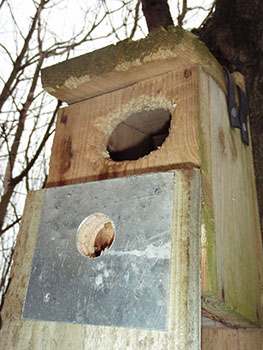 Replacing front of bird box damaged by woodpecker