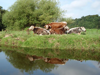 Longhorn cows at Wilmslow park