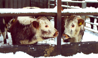 Calves in snow