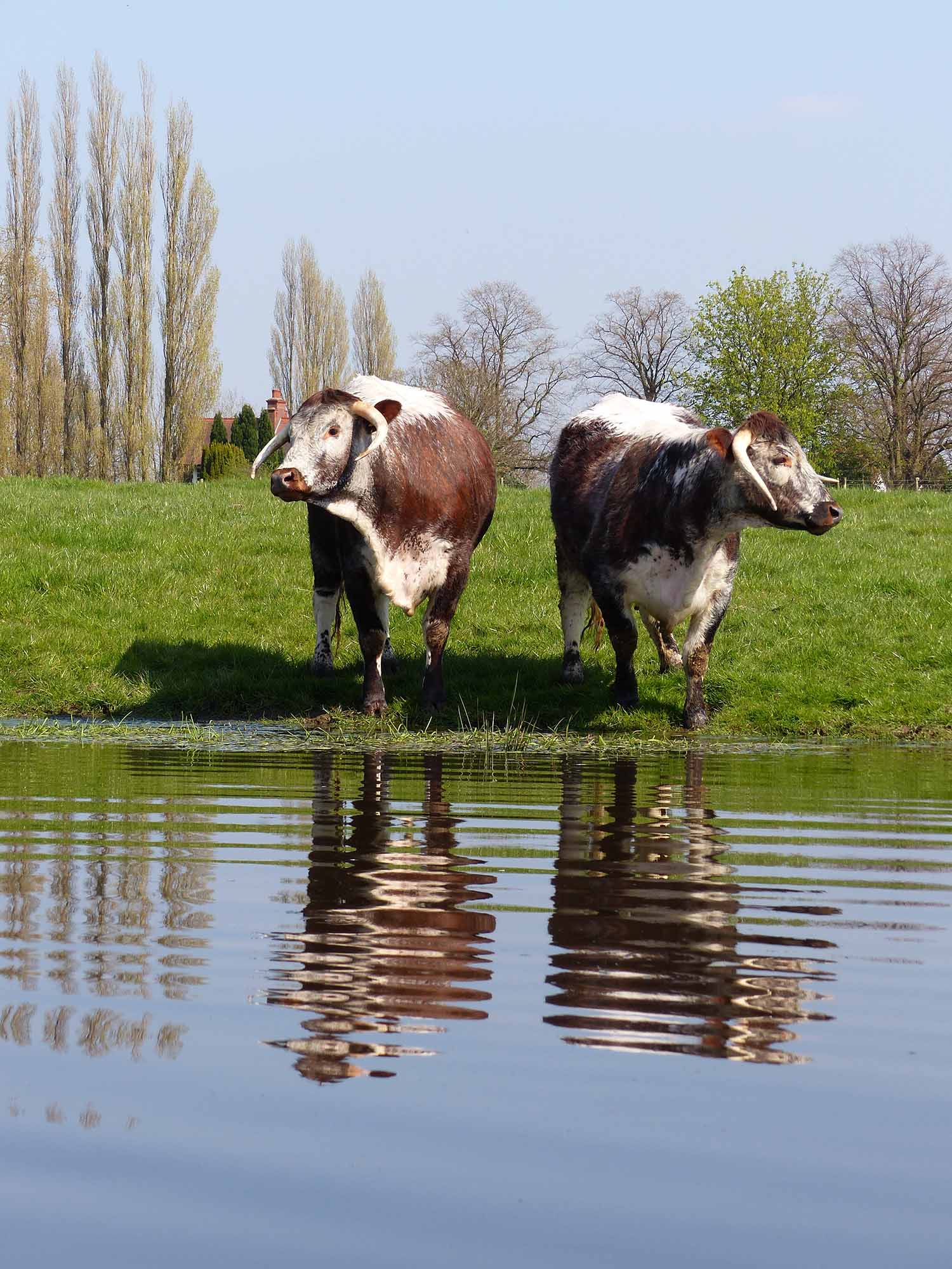 cattle and water